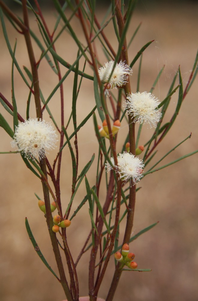 Eucalyptus perangusta - Australian Native tree