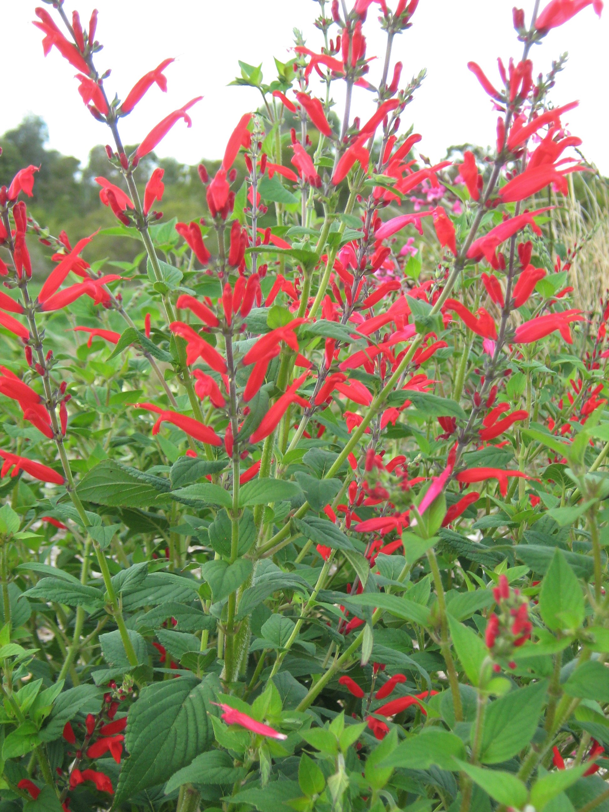 Salvia elegans in 50mm Forestry Tube – Trigg Plants