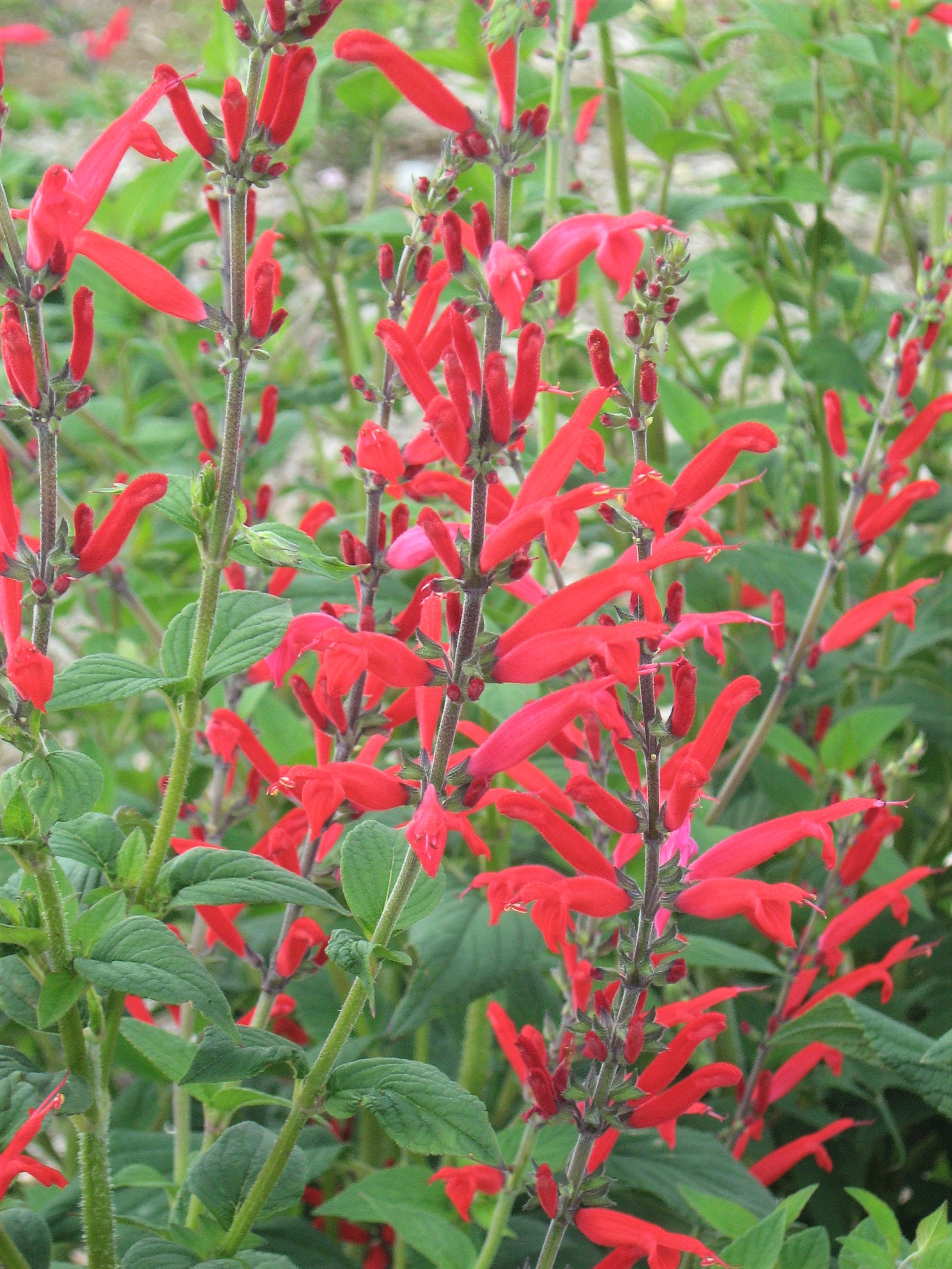 Salvia elegans in 50mm Forestry Tube – Trigg Plants