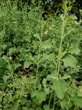 Chenopodium parabolicum - Australian Native Plant