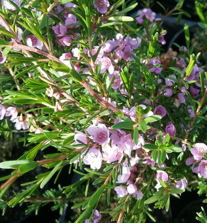 Thryptomene saxicola Pink Lace - Australian Native Plant
