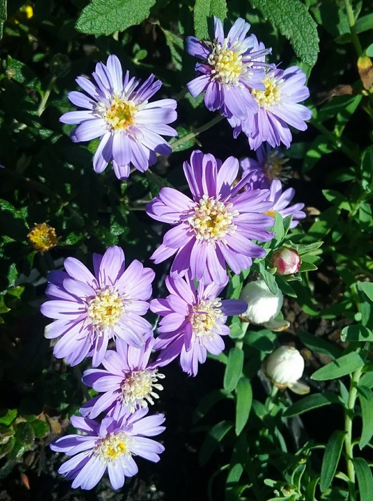 Olearia phlogopappa - Australian Native Plant