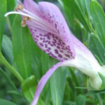 Eremophila maculata purple - Australian Native Plant