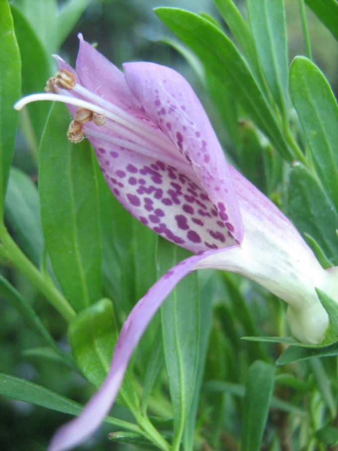 Eremophila maculata purple - Australian Native Plant