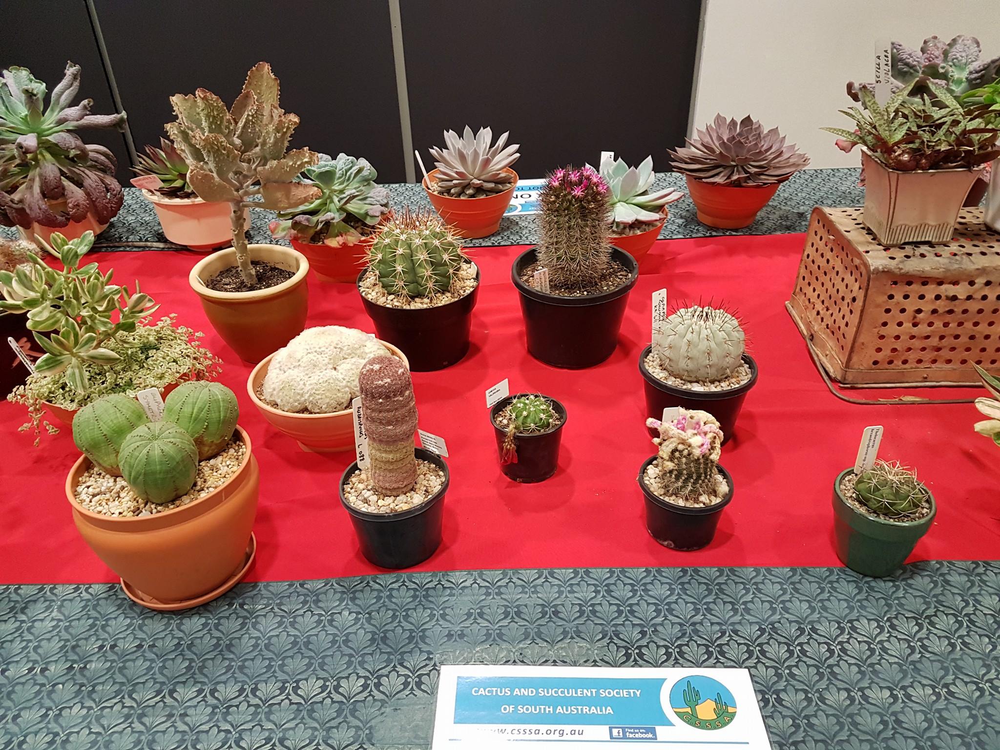 CACTUS AND SUCCULENT SOCIETY OF SA : SALE DOWN SOUTH