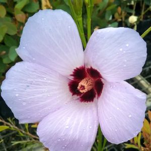 Alyogyne hakeifolia - Australian Native Plant