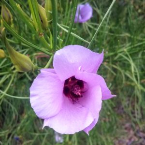 Alyogyne hakeifolia - Australian Native Plant