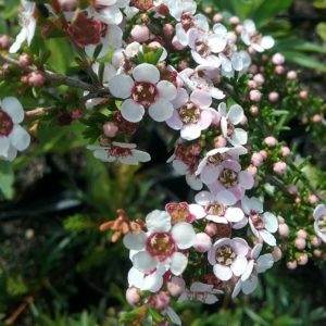 Astartea fascicularis - Australian Native Plant