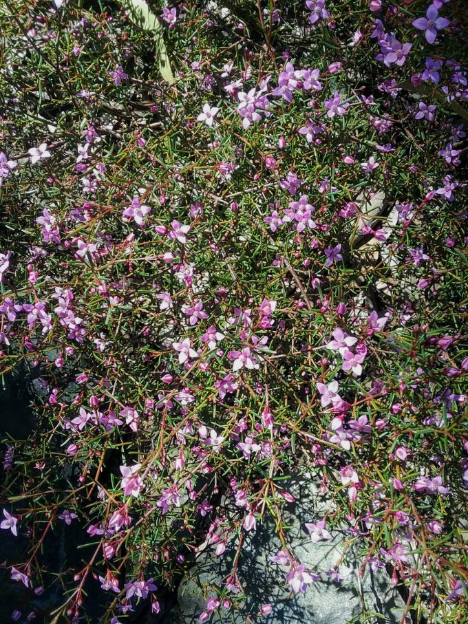 Boronia filifolia - Australian Native Plant
