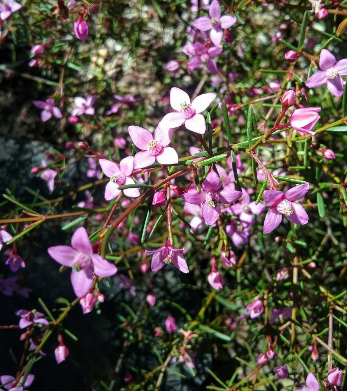 Boronia filifolia - Australian Native Plant