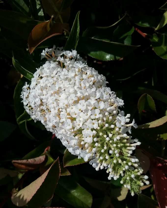 Buddleia davidii White Profusion - Perennial Plant