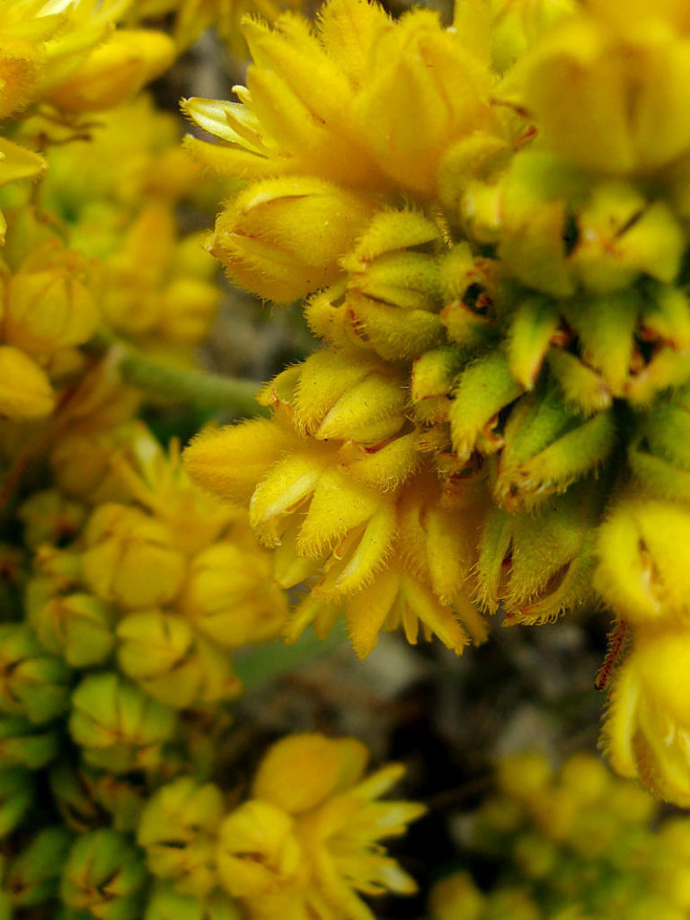 Conostylis aculeata - Australian Native Plant