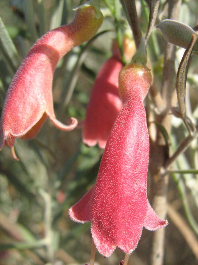 Eremophila youngii - Australian Native Plant