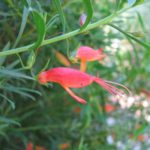 Eremophila decipiens - Australian native Plant
