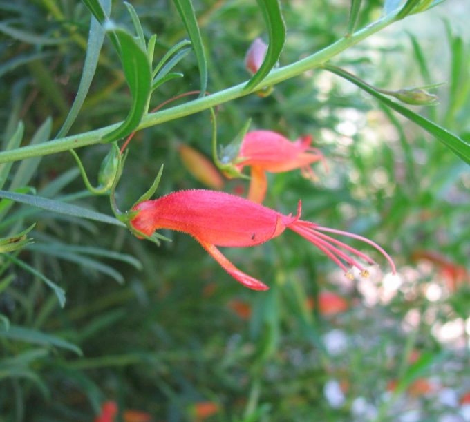 Eremophila decipiens - Australian native Plant