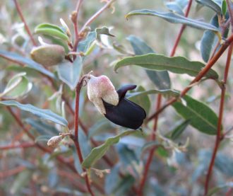 Gastrolobium sericeum black - Australian Native Plant