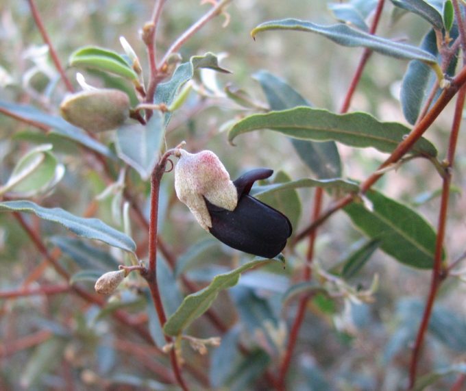 Gastrolobium sericeum black - Australian Native Plant