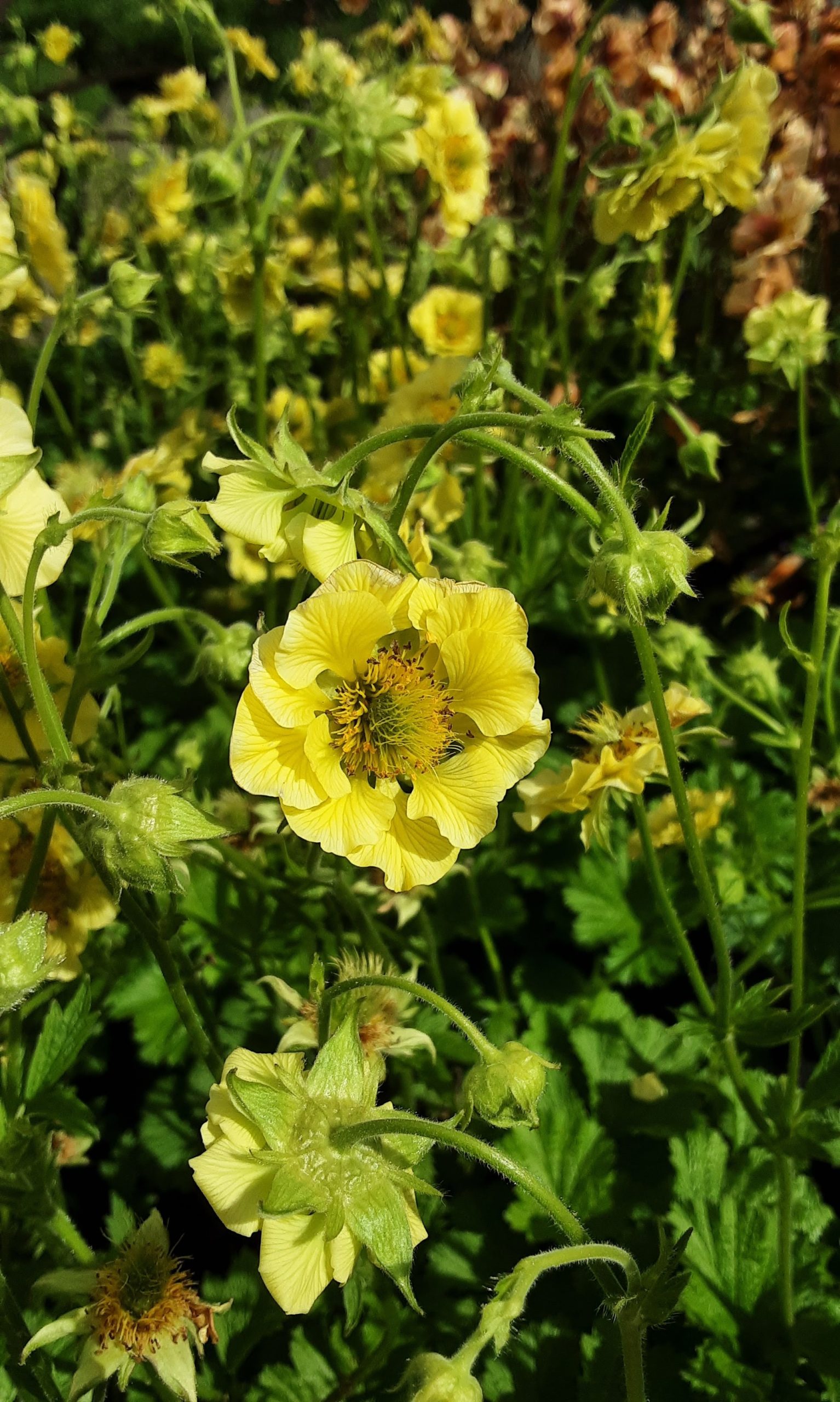 Geum Lady Strathenden perennial plant
