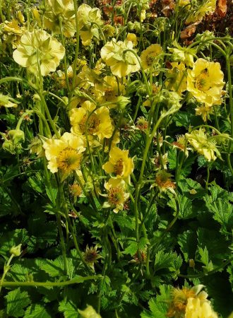Geum Lady Strathenden perennial plant