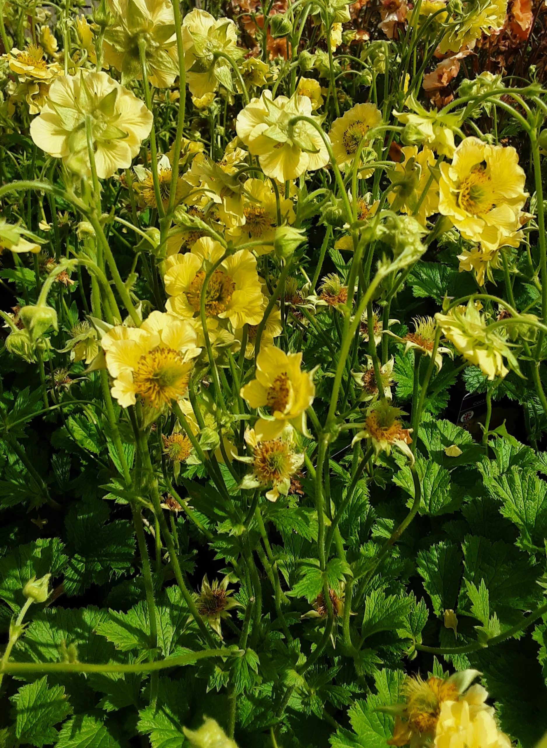 Geum Lady Strathenden perennial plant