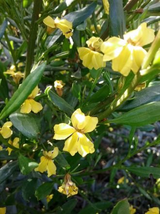 Goodenia vernicosa - Australian Native Plant