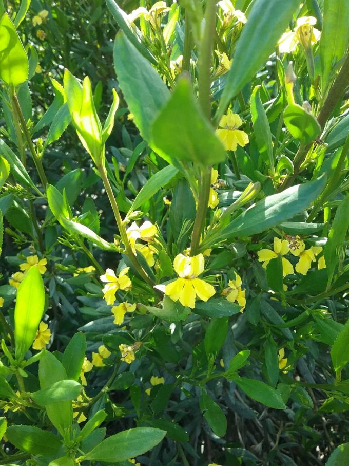 Goodenia vernicosa - Australian Native Plant
