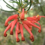 Grevillea Big Red - Australian Native Plant