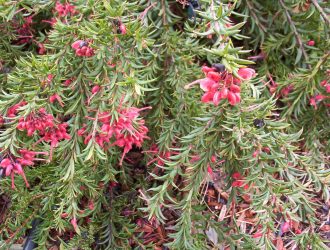 Grevillea John Evans - Australian Native Plant