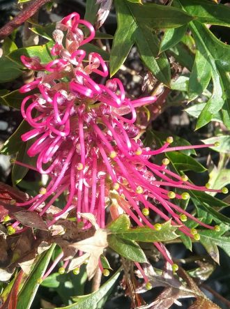 Grevillea Moe Gem - Australian Native Plant