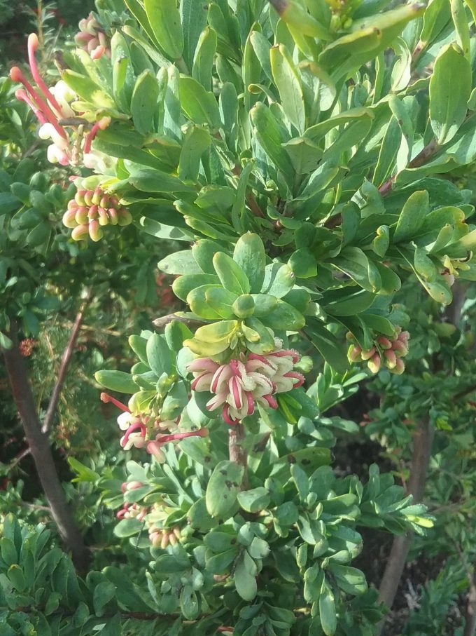 Grevillea iaspicula- Australian native Plant