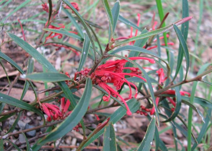 Grevillea dimorpha - Australian Native Plant