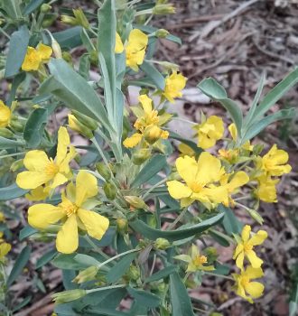 Hibbertia racemosa in 50mm Forestry Tube