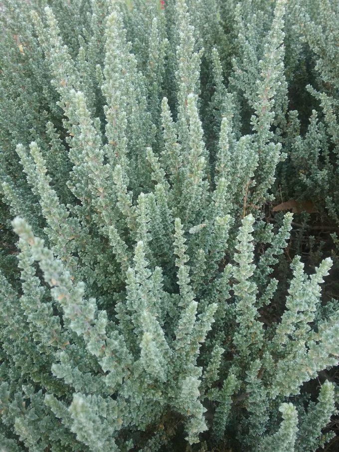 Maireana oppositifolia - Australian Native Plant