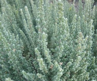 Maireana oppositifolia - Australian Native Plant