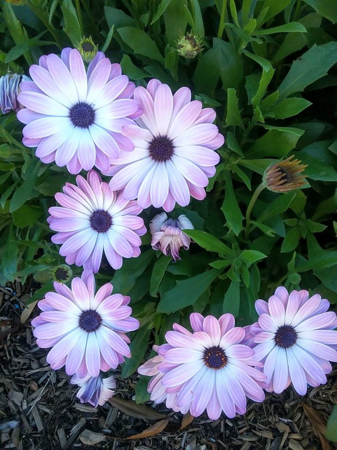 Osteospermum Pink and White perennial plant