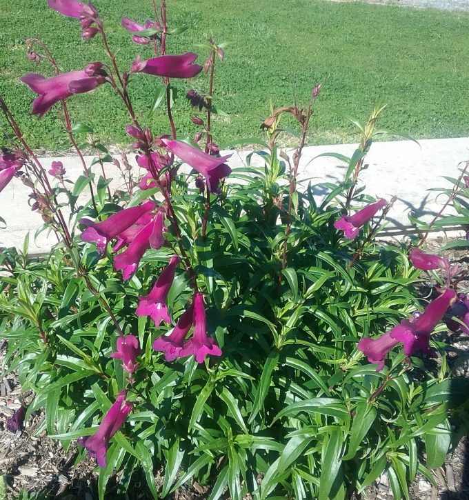 Penstemon burgundy - Perennial Plant