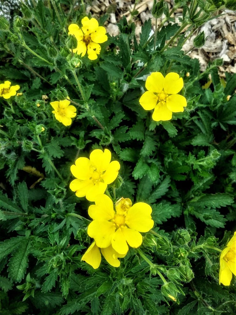 Potentilla recta Warrenii - Perennial Plant