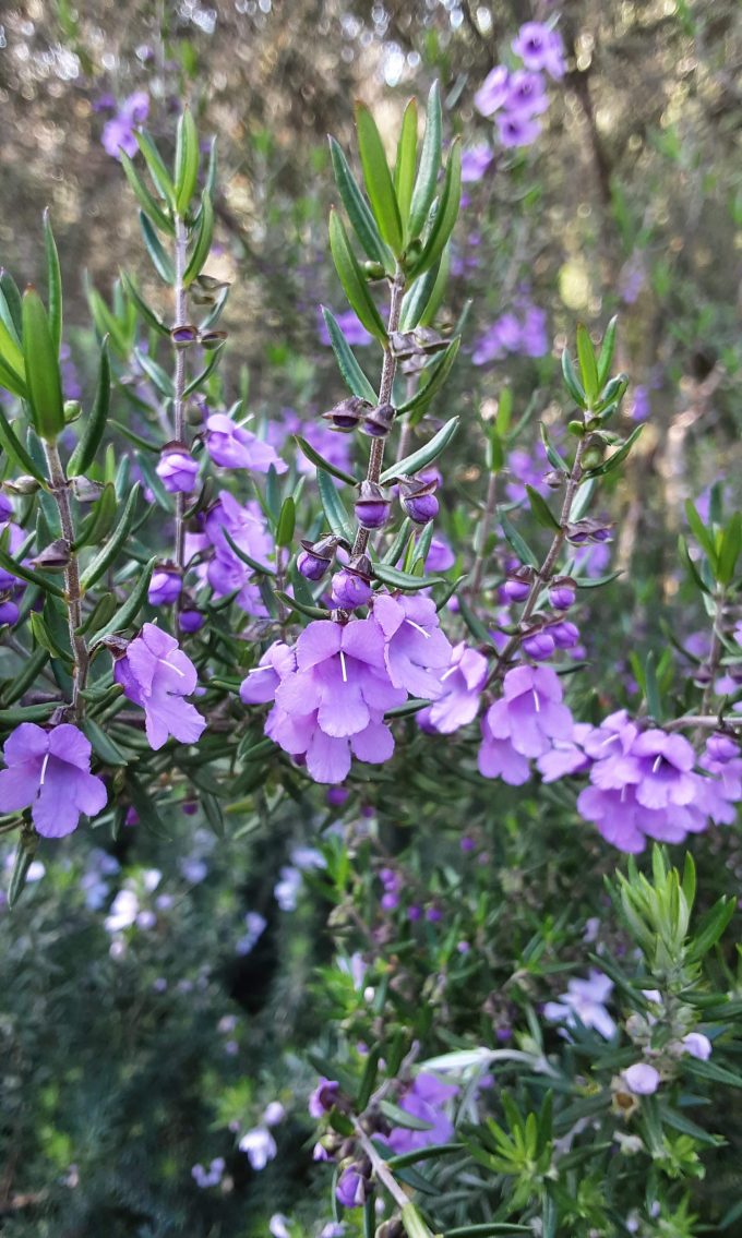 Prostanthera scutellaroides Australian native plant