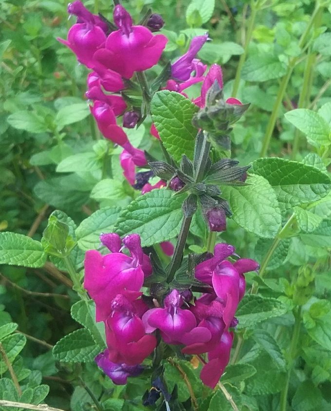Salvia Cardinal in 50mm Forestry Tube