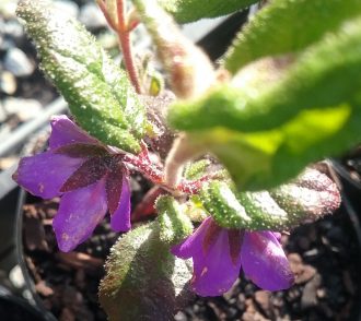 Tremandra stelligera - Australian Native Plant