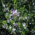 Westringia Blue Heaven - Australian Native Plant