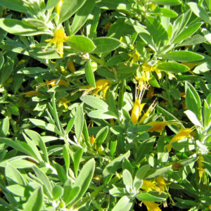 Eremophila glabra gold flowered form - Australian Native Plant