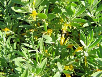Eremophila glabra gold flowered form - Australian Native Plant