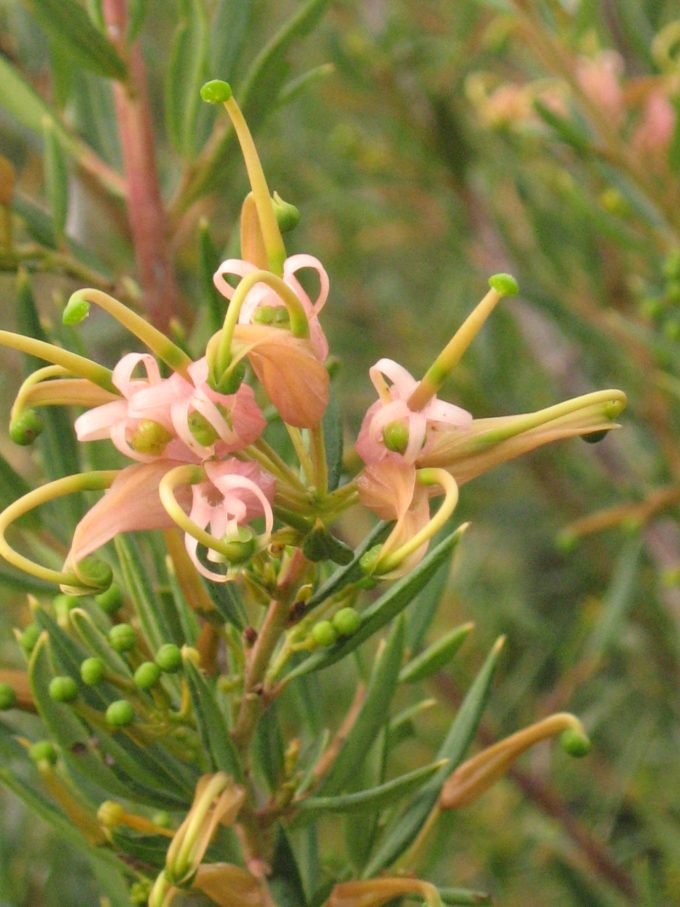 Grevillea Forest Rambler - Australian Native Plant