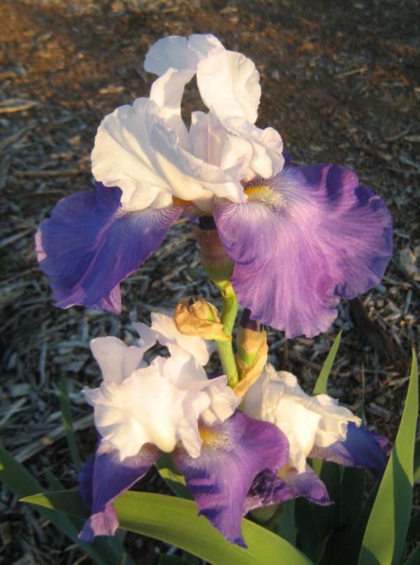 Tall Bearded Iris BLUEBIRD WINE (bare rooted rhizome) Trigg Plants