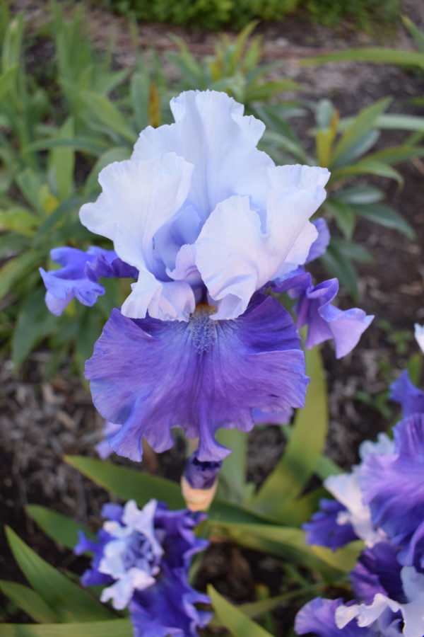 Tall Bearded Iris TRIPLE DELIGHT (bare rooted rhizome) – Trigg Plants