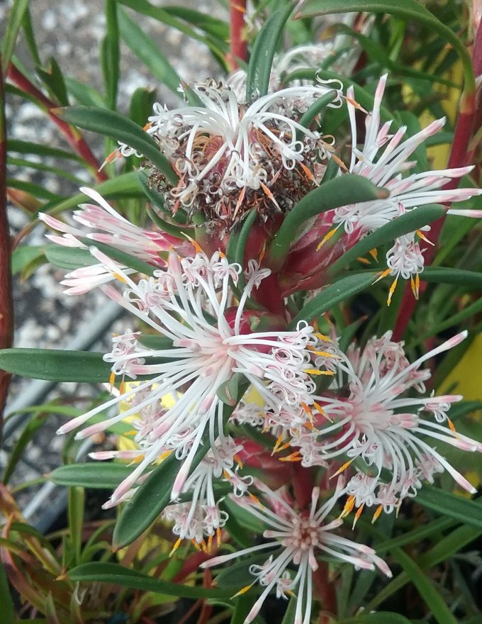 Isopogon axillaris - Australian Native Plant
