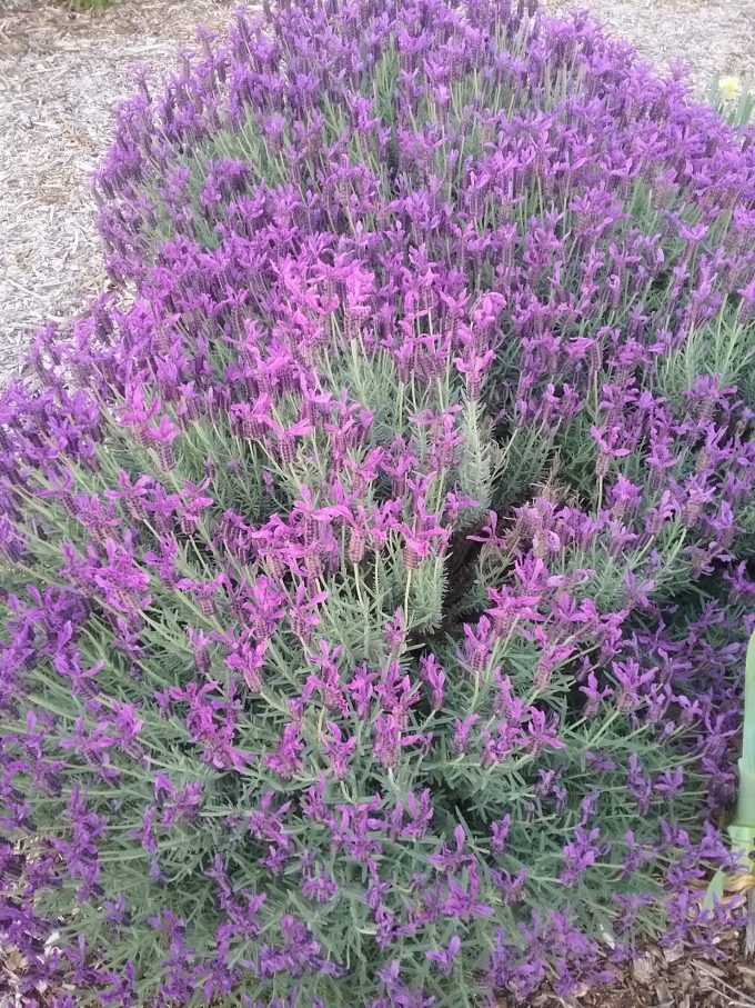 Lavender Avonview - Perennial Plant