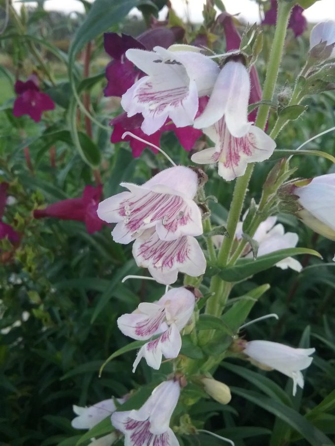 penstemon Mother of Pearl - Perennial Plant