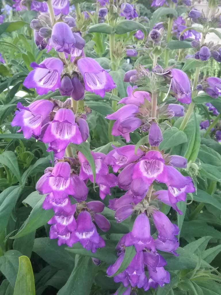 Penstemon Sour Grapes - Perennial Plant
